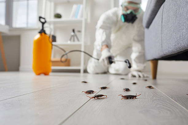 Commercial Kitchen Cockroach Control in Vienna